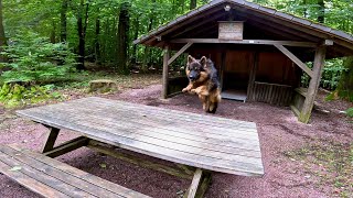 Sprung über die Bank. Wenn Hunde über Hindernisse springen. 4k 120fps