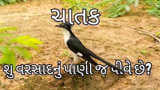 ચાતક પક્ષી શુ વરસાદનું પાણી જ પીવે છે? #jacobincuckoo #chatak