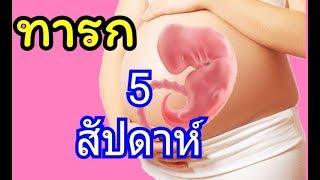 พัฒนาการ ทารกในครรภ์ 5 สัปดาห์ | การเจริญเติบโตของทารกในครรภ์