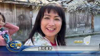 信義鄉外坪頂 蔡家梅園花開三成正美