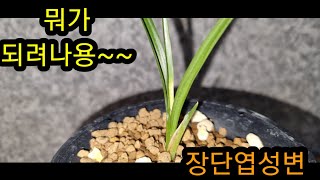 #춘란 #란쟁이tv #반물#산반밭자리난초#장단엽성변