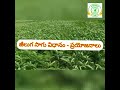 251 జీలుగ సాగు విధానం మరియు ప్రయోజనాలు daincha cultivation and their benefits