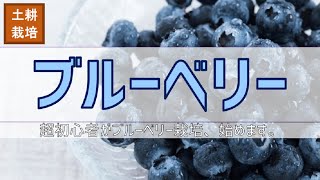 【新シリーズ】ブルーベリーの苗を買いに行こう【超初心者のブルーベリー栽培】