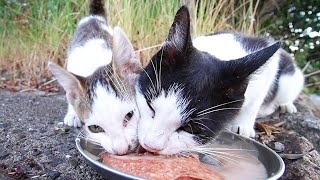 Mother cat feeding kittens