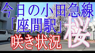 2021年3月27日11:35～今日の小田急線「座間駅」桜の咲き状況