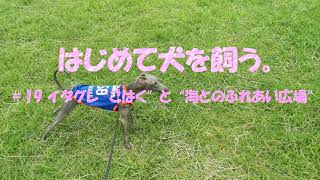 はじめて犬を飼う。＃19イタグレ”こはく”と海とのふれあい広場