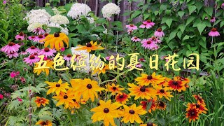 Sophie's Garden 五色缤纷的夏日花园，松果菊金光菊怒放的季节