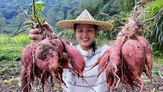 A bumper sweet potato harvest opens a new round of sowing and rapeseed