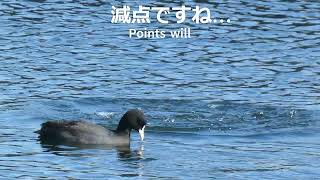 減点です。海に潜るオオバン🐦Coots diving into the sea #野鳥 #wildbirds #nature #富津岬