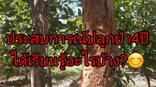 ประสบการณ์ปลูกป่า4ปี ได้เรียนรู้อะไรบ้าง?