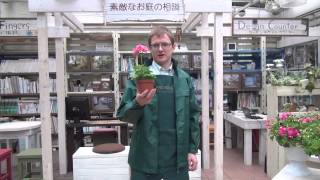 How to Grow and Care for Ivy geranium(Pelargoniumpeltatum)