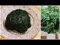 সজনে পাতা ভর্তার রেসিপি ||Sojne pata vorta recipe||moringa Leaves Vorta Recipe ||