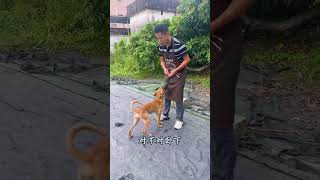 什么叫好狗？马犬到底能不能训练？看训犬师大显神通 #万物可爱计划 #宅家治愈记 #训犬师阿金 #马犬幼犬 #马犬魅力