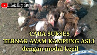 Cara sukses ternak ayam kampung asli dengan modal kecil