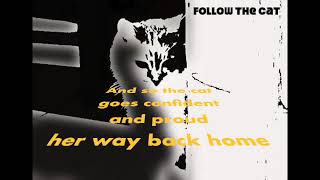 FOLLOW THE CAT - The miracle of life