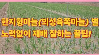 마늘(의성육쪽마늘) 별 노력없이 재배 잘하는 꿀팁!(농사의신)