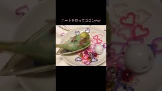 すぐ仰向けになるセキセイインコ/Budgerigar to show the stomach #shorts #short #budgies