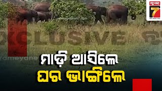 ପାଟଣା ରେଞ୍ଜରେ ହାତୀପଲଙ୍କ ଉପଦ୍ରବ | Elephant in Patna | PrameyaNews7