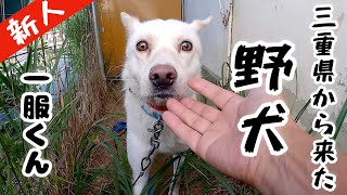 【野犬新人】一心くんと入れ替わりで「一服くん」来ました‼️