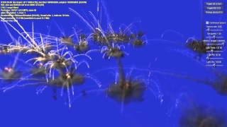 PopcornFX sample : Blast