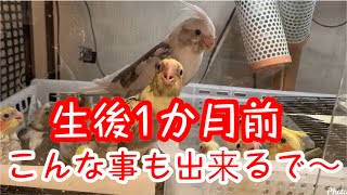 [オカメインコ］生後1か月でも　こんな事出来るで〜＃オカメインコ＃Cockatiel 30 days before