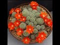 41 flowering cactus plant varieties cactus types with flowers plant and planting