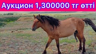 Мұғалжар құнаны 1,30000 🍋 тг өтіп кетті, Аукцион