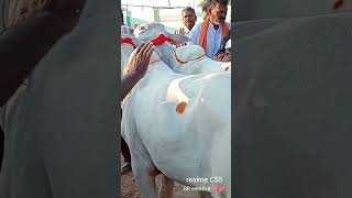 లొపల అడగవాకు పైననే అడుగు//@Ieejabulls //#milkteethbulls #cow #bullcartvideos