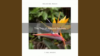 Reach Total Sleep with Unique Nature Music for Calm down