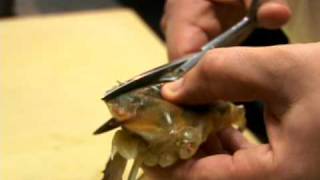How to Clean Soft-Shell Crab - CHOW Tip