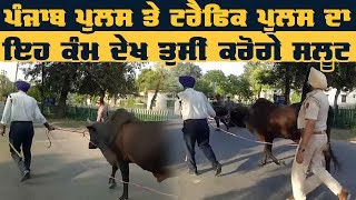 ਸੜਕਾਂ ਤੋਂ ਅਵਾਰਾ ਪਸ਼ੂ ਚੁੱਕਣ ਵਾਲੀ Traffic Police