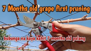 7 months old grape first pruning bubunga na kaya kahit 7 months old palang