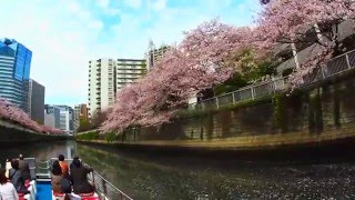 [お花見]綺麗な花いかだを船で行く！2016年目黒川お花見クルーズ桜の開花状況Hanami in Japan