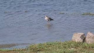 Ruff in shallow waters at grasslands,  Bhigwan, Maharashtra, India