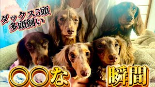 【ダックス5頭飼い】〇〇な瞬間