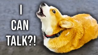 Best Talking Dog Videos (March 2023)