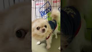 【検証】怒ってるチワワをなでなでしてみたら… 思わぬ結果に❗️ #ちわわ #chihuahua #shorts