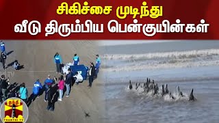 சிகிச்சை முடிந்து வீடு திரும்பிய பென்குயின்கள்