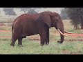 kenya 2023 diani beach safari tsavo east amboseli taita hills wildlife sanctuary kenia