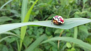 The Tortoise Spider-The Most Beautiful Spider