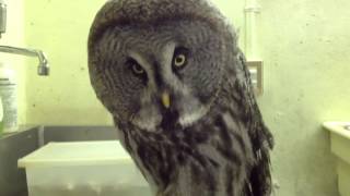 カラフトフクロウのクルミちゃんGreat Gray Owl