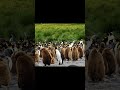 penguin wakes up baby and feeds it