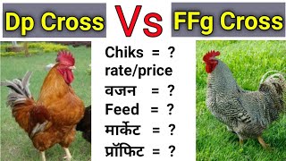 देसी मुर्गी पालन | FFg croiler - Kuroiler poultry farm | DP cross murgi palan | Desi murgi palan