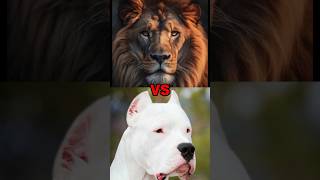 How much tail length of lion \u0026 dogo argentino ?