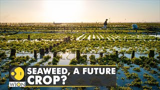 Seaweed: A sustainable crop of the future? | Go Green | Israel | Climate Change | International News