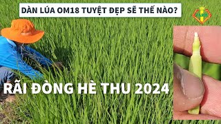 OM18 40 NGÀY: DÀN LÚA OM18 MẪU MỰC CHO VỤ HÈ THU 2024