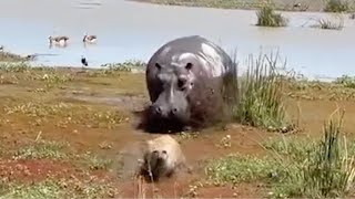 Angry Hippo Chases Hyena After it Bites Him | World Wild Web