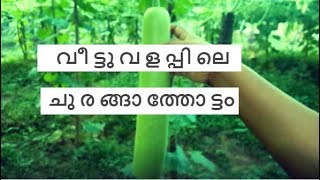 Bottle Gourd Farming At Home | വീട്ടുവളപ്പിലെ ചുരങ്ങാത്തോട്ടം