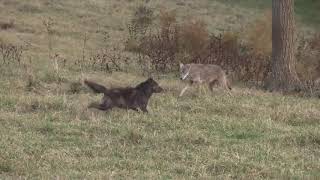 Дневная охота на койотов / day coyote hunt