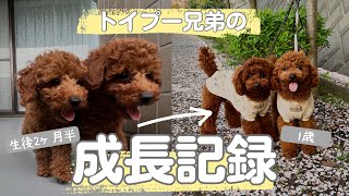 【双子が1歳になるまで】トイプードル兄弟が1歳になるまでの成長記録を4分でまとめてみた